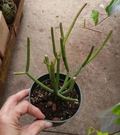 4" Euphorbia Pencil